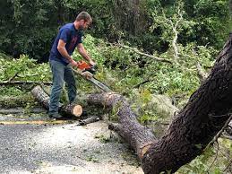  , LA Tree Services Pros